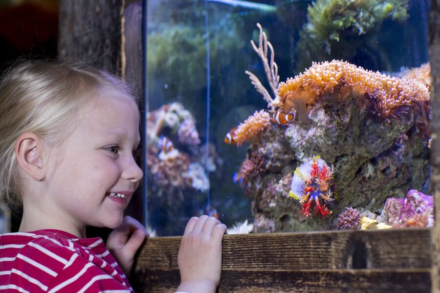 Oberhausen: SEA LIFE Oberhausen Entry Ticket - Is the $25 admission good value?