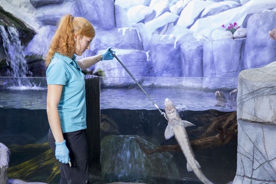 Oberhausen: SEA LIFE Ticket and Behind the Scenes Tour - My Take on the 4.3 Rating