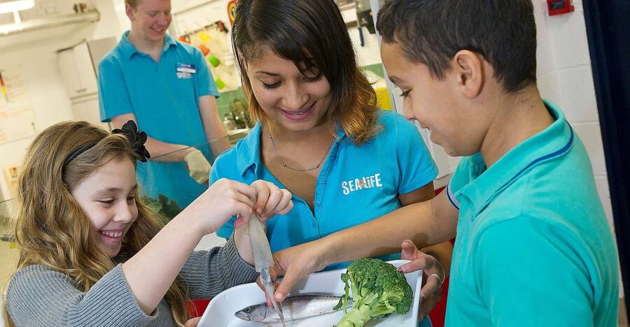Oberhausen: SEA LIFE Ticket and Behind the Scenes Tour - Start With the Aquarium, Not the Backstage Tour