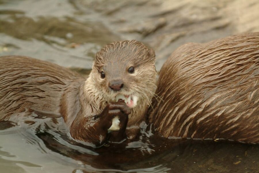 Oberhausen: SEA LIFE Ticket and Behind the Scenes Tour - The 30-Minute Tour Behind the Glass