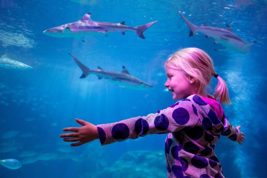 Oberhausen: SEA LIFE Ticket and Behind the Scenes Tour - Wheelchair Access and Basic Rules