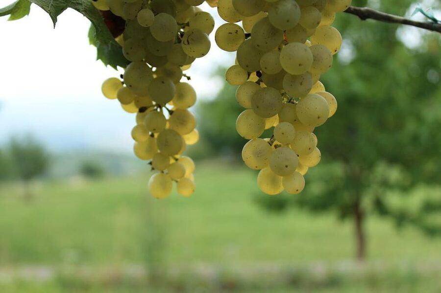 Premium wine hike Stuttgart with games and winemaker's snack - Games That Keep the Group Moving