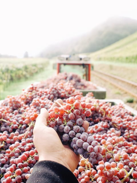 Reil, Mosel: Guided organic wine tasting and cellar tour - Is $29 a good value for the Mosel?