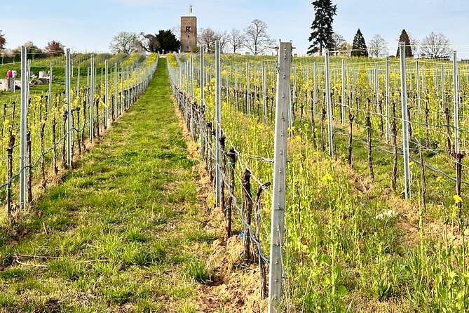 Rhine Valley Wine Tasting Tour from Frankfurt and Mainz - The comfort of having a designated driver