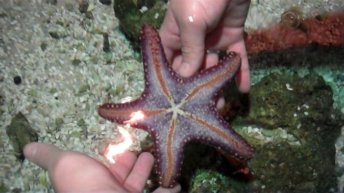SEA LIFE Hannover Ticket - Key points before you book