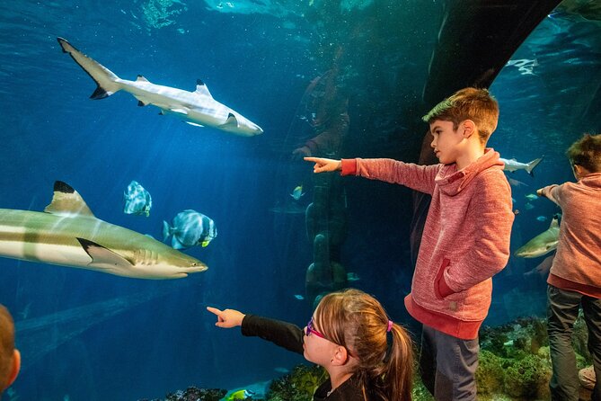 SEA LIFE Hannover Ticket - Sharks, rays, jellyfish, and Oscar the turtle