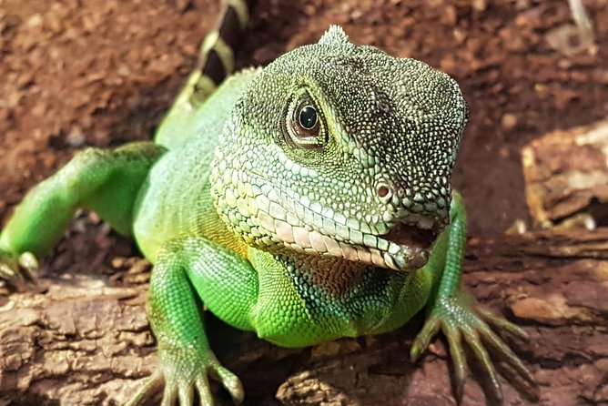 SEA LIFE Hannover Ticket - The rainforest and its Cuban crocodile
