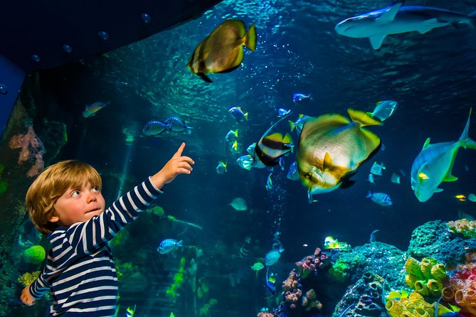 SEA LIFE Konstanz Admission Ticket - Rays, sharks, and the 8-metre tunnel