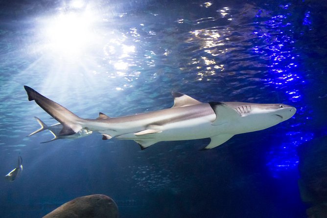 SEA LIFE Munich Admission Ticket - Is $28.91 a fair price?