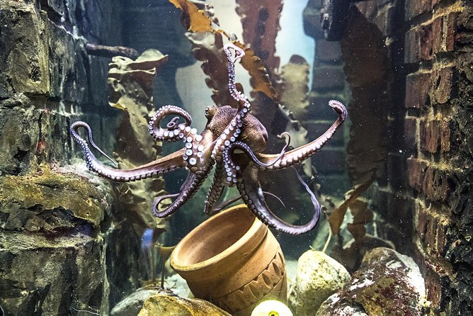 SEA LIFE Oberhausen Admission Ticket - The underwater dome is the main event