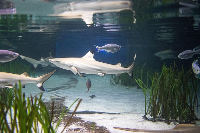 SEA LIFE Oberhausen Admission Ticket - Starting with rivers before reaching the open sea