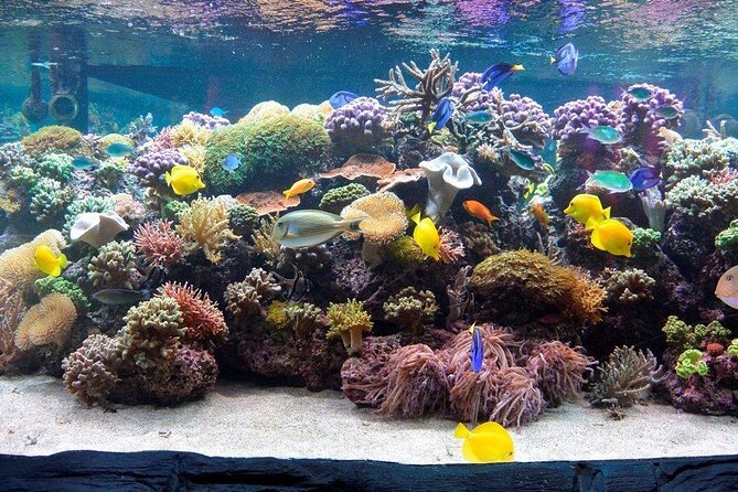 SEA LIFE Speyer Admission Ticket - Start with German waters and familiar species