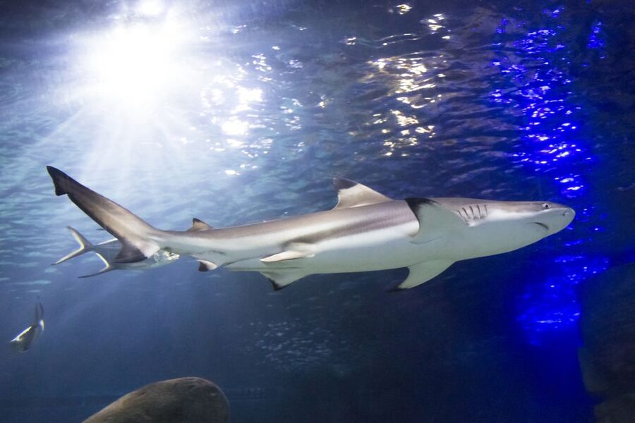 Sea Life Speyer Ticket - How to fit Sea Life into a Speyer day