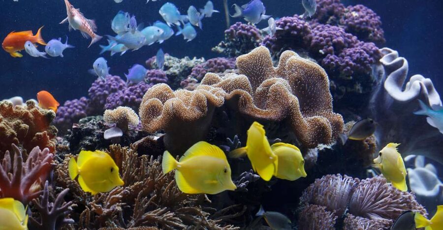 Sea Life Speyer Ticket - From Lake Constance to the North Sea