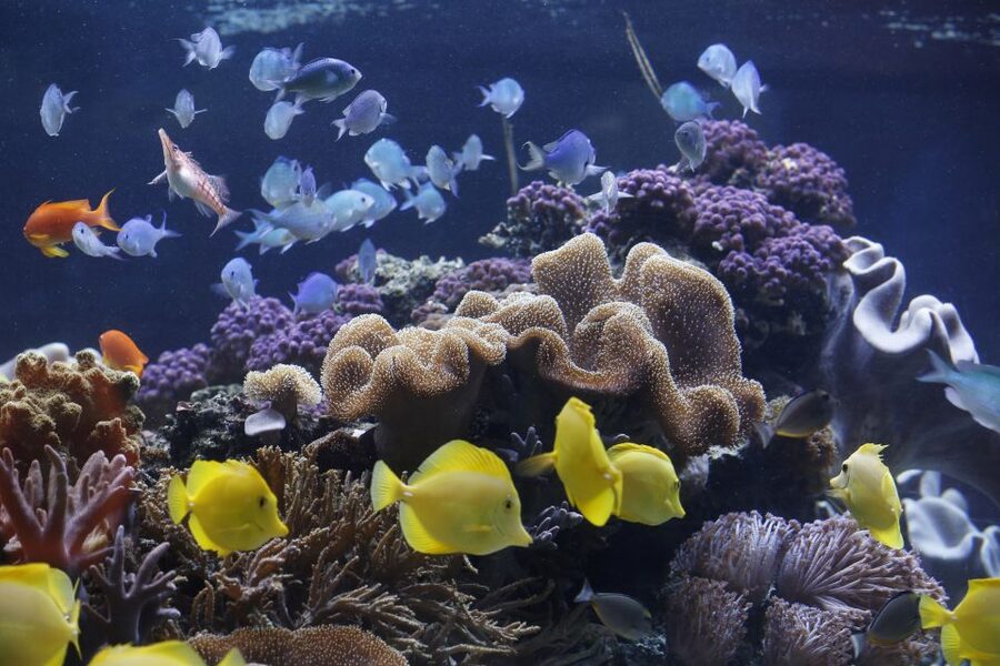 Sea Life Speyer Ticket - Sharks, rays, cat sharks, and morays