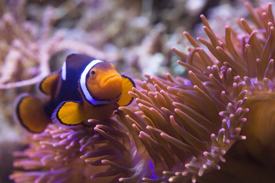 Sea Life Speyer Ticket - What the $22 ticket is really worth