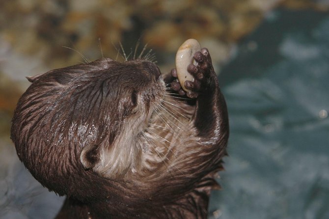 SEA LIFE Timmendorfer Strand Admission Ticket - What SEA LIFE Timmendorfer Strand actually offers