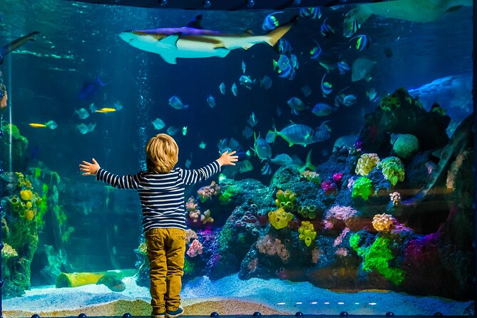 SEA LIFE Timmendorfer Strand Admission Ticket - The tunnel, sharks, and green sea turtle