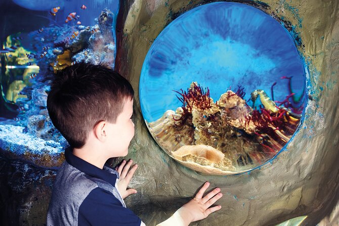SEA LIFE Timmendorfer Strand Admission Ticket - Jellyfish, rays, and smaller sea life