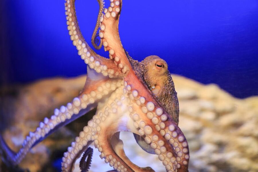 SEA LIFE Timmendorfer Strand Ticket - Important timing and family details