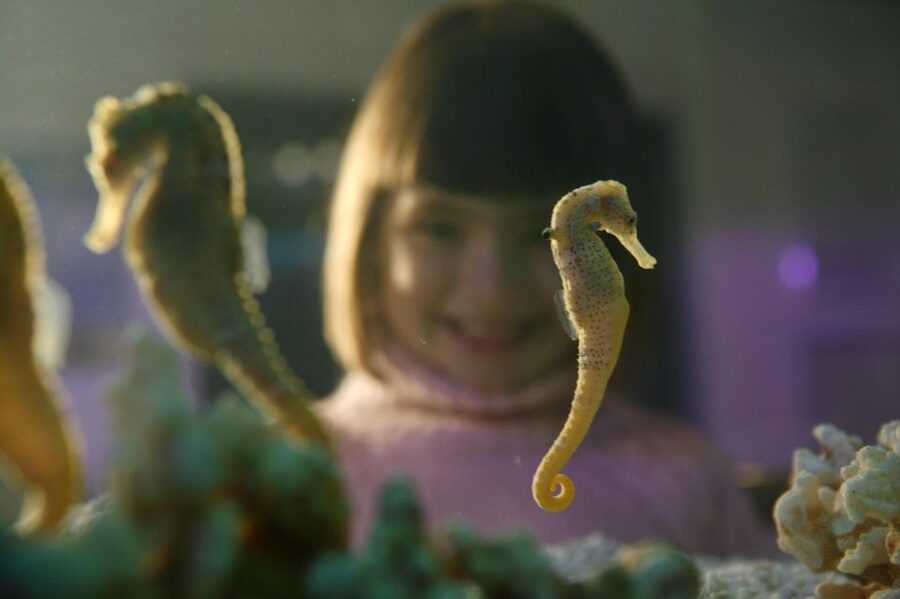SEA LIFE Timmendorfer Strand Ticket - A Baltic coast aquarium with a broad route