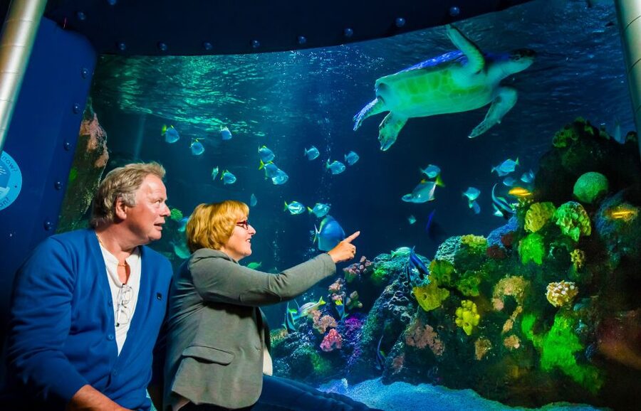 SEA LIFE Timmendorfer Strand Ticket - The tropical tunnel with sharks and a sea turtle