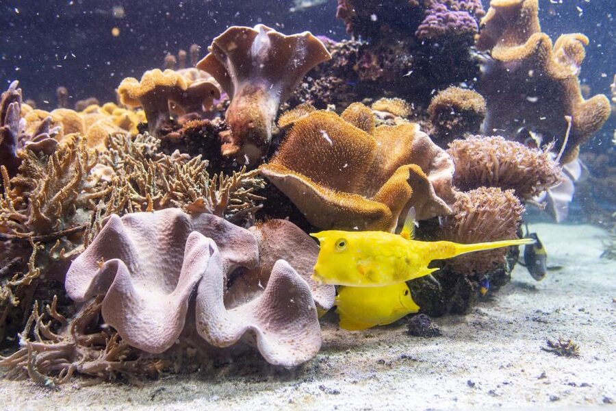 SEA LIFE Timmendorfer Strand Ticket - Rainforest plants and a large boa constrictor