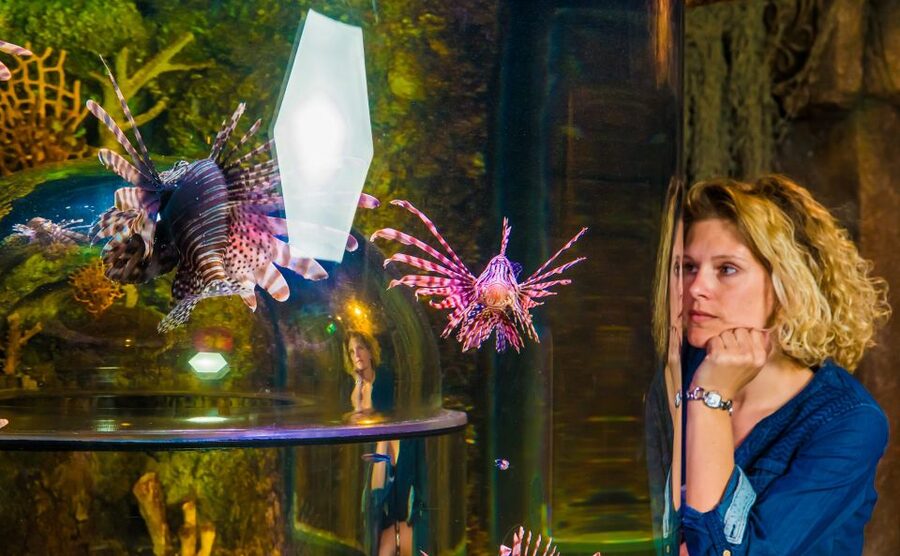 SEA LIFE Timmendorfer Strand Ticket - Live feedings give your visit a timetable