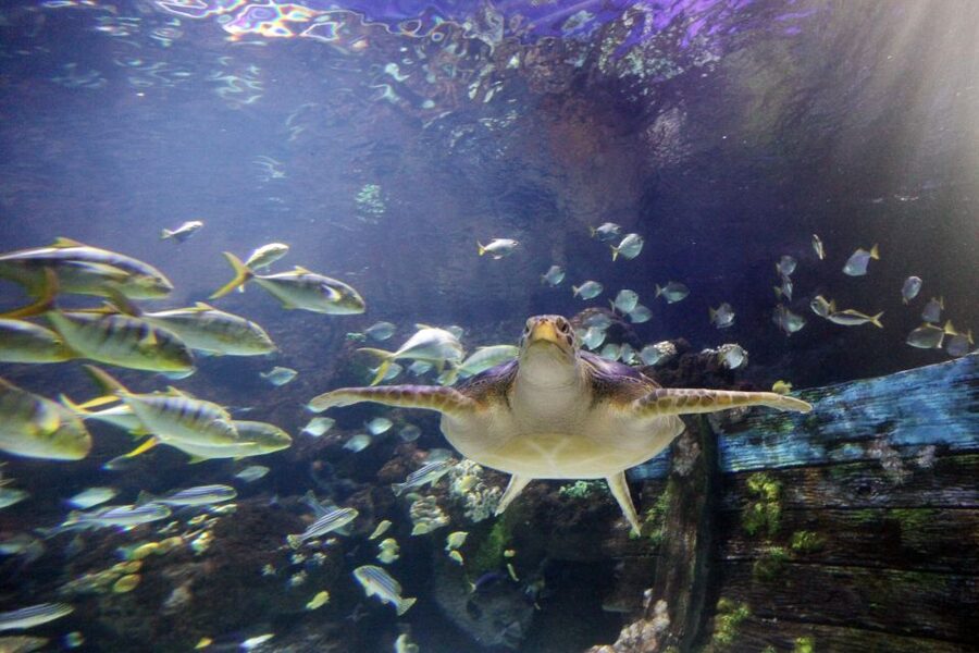 SEA LIFE Timmendorfer Strand Ticket - The touch pool offers a hands-on moment