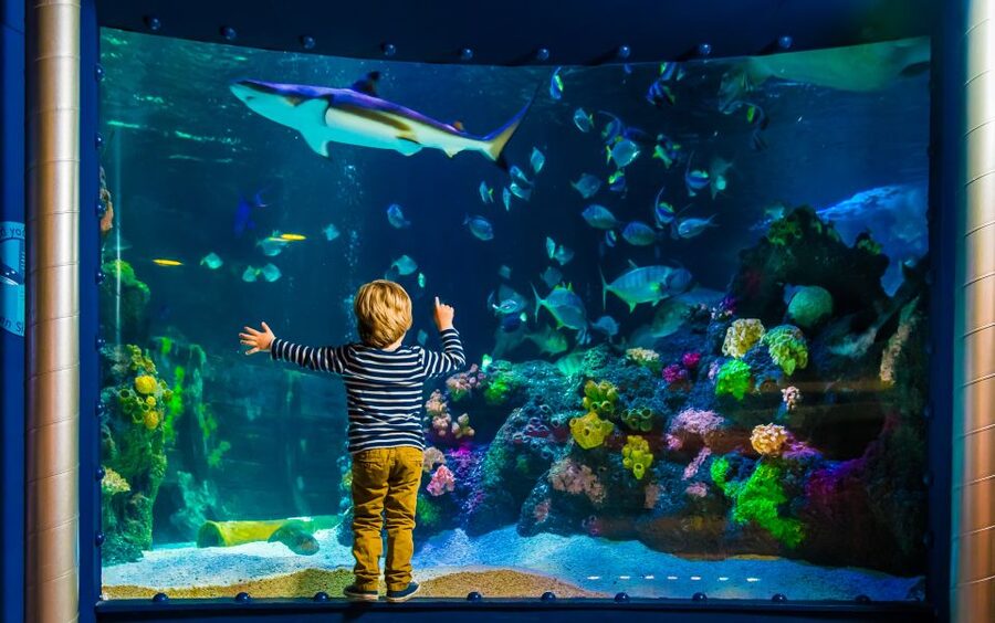 SEA LIFE Timmendorfer Strand Ticket - From North Sea and Baltic species to tropical seas