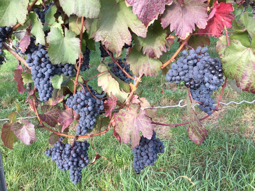 Stuttgart: Guided Wine Walk & Wine Tasting - The opening walk through Stuttgart’s wine hills
