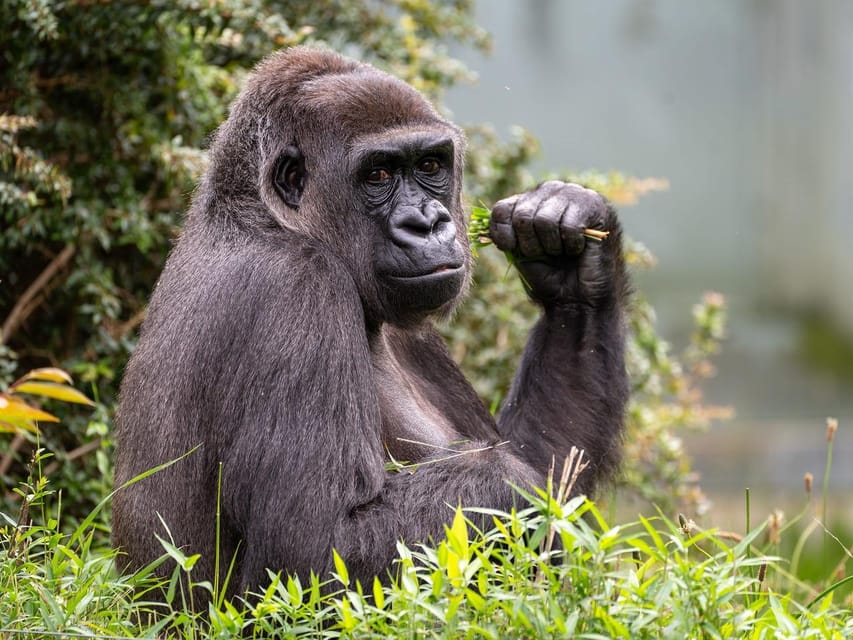 Stuttgart: Wilhelma Zoological-Botanical Garden Ticket - Key things to know before visiting Wilhelma