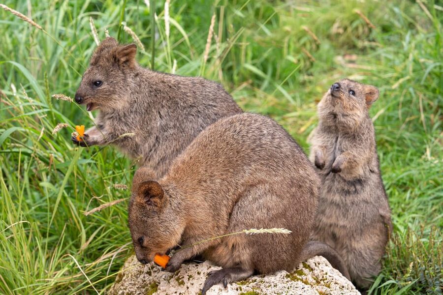 Stuttgart: Wilhelma Zoological-Botanical Garden Ticket - Great Apes, African animals, and themed habitats