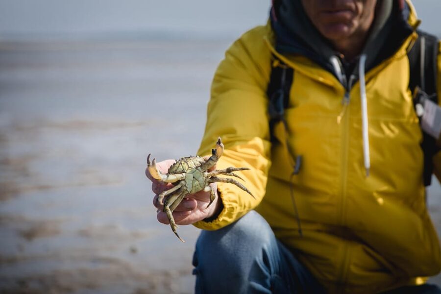Sylt: Guided Mudflat Hike on the Island - Barefoot in warm weather, boots in cold weather