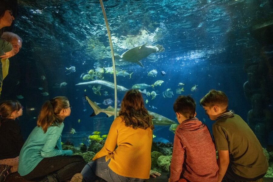 Ticket to SEA LIFE Konstanz - How much time and money should you allow?