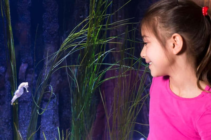 Ticket to SEA LIFE Konstanz - Turtle Rescue Mission from April 30 to June 9