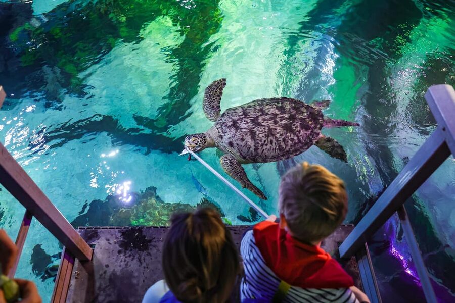 Timmendorfer Strand: SEA LIFE Behind the Scenes Tour - Meet Speedy, the green sea turtle