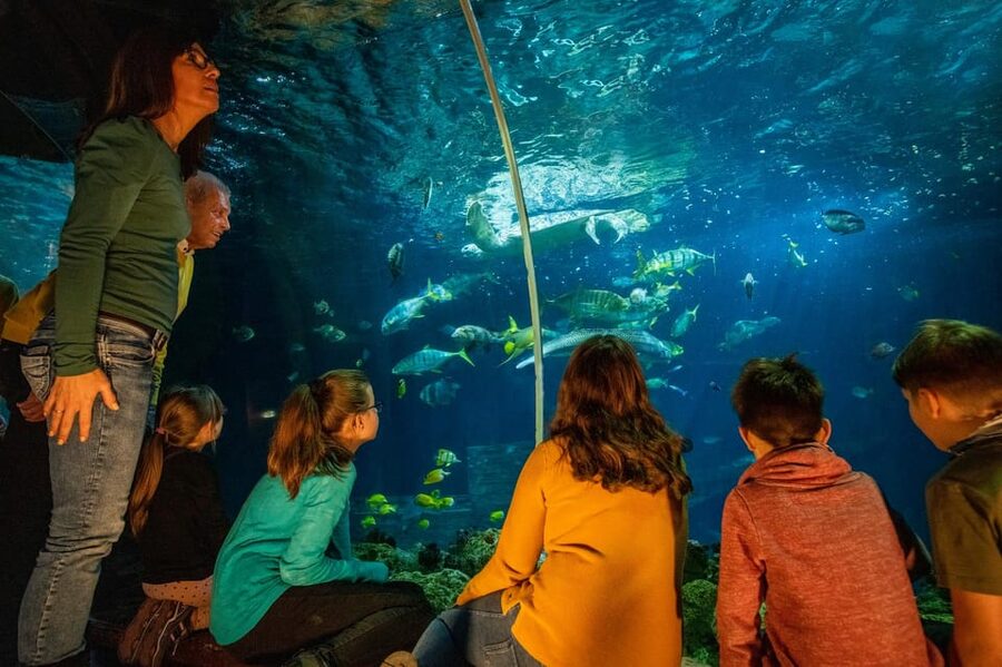 Timmendorfer Strand: SEA LIFE Behind the Scenes Tour - Learn what goes on the menu
