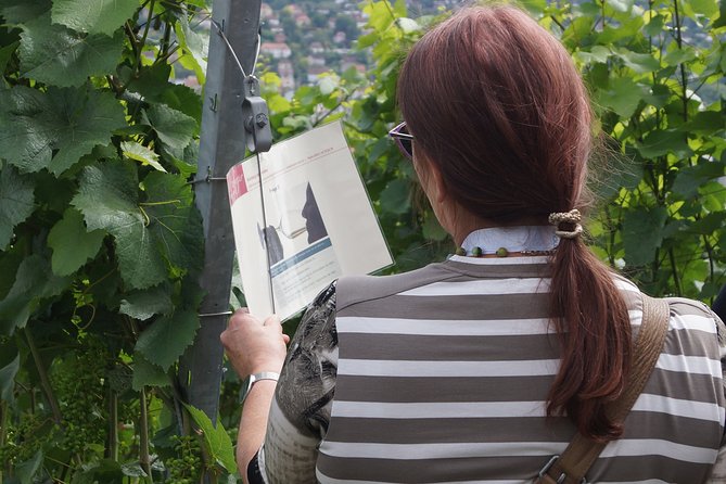 Wine rally in Würzburg with tasting - A different way to experience Würzburg wine country